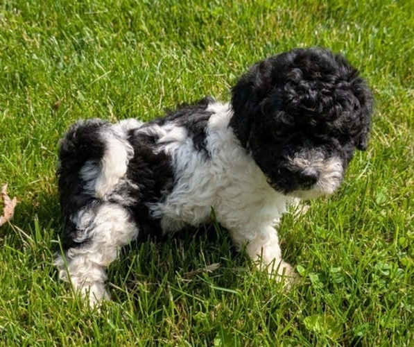 Medium Photo #6 Poovanese Puppy For Sale in GOSHEN, IN, USA