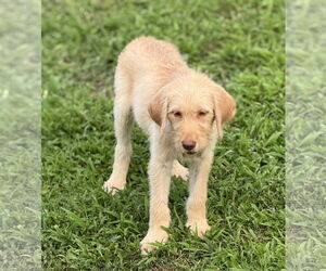 Labrador Retriever-Unknown Mix Dogs for adoption in Shillington, PA, USA