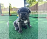 Puppy Halo Rae French Bulldog