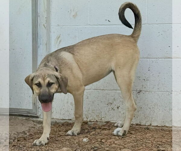Medium Photo #21 Anatolian Shepherd-Rhodesian Ridgeback Mix Puppy For Sale in Higley, AZ, USA
