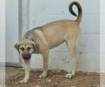 Small #20 Anatolian Shepherd-Rhodesian Ridgeback Mix
