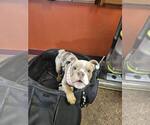 Small #2 Bulldog