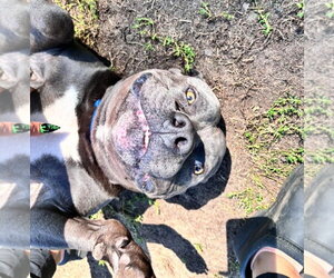 Hippo (JAX) - Male American Bulldog-Unknown Mix Dog for Adoption - Photo #3