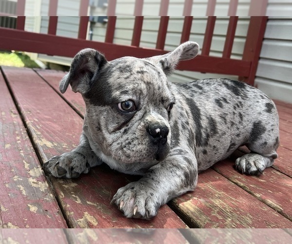 Medium Photo #7 French Bulldog Puppy For Sale in LA VERGNE, TN, USA