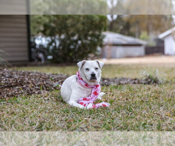Medium Photo #9 Labrador Retriever-Unknown Mix Puppy For Sale in  Gainesville, FL, USA