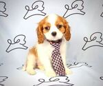 Small Photo #3 Cavalier King Charles Spaniel Puppy For Sale in LAS VEGAS, NV, USA