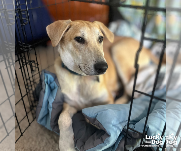 Medium Photo #6 Labrador Retriever-Unknown Mix Puppy For Sale in Washington, DC, USA