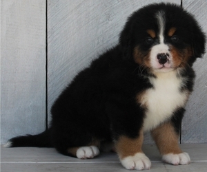 Bernese Mountain Dog Puppy for sale in FREDERICKSBURG, OH, USA