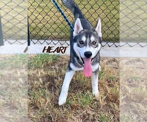 Siberian Husky Dogs for adoption in Severn, MD, USA