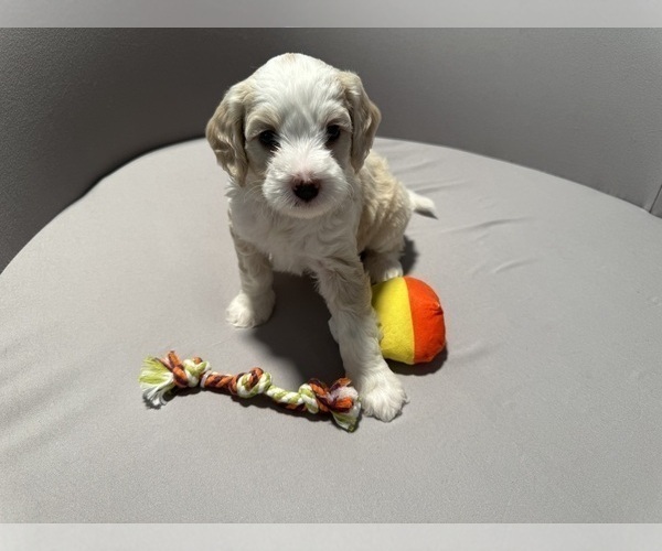 Medium Photo #3 Bernedoodle (Miniature) (+ Poodle Miniature) Puppy For Sale in BREA, CA, USA
