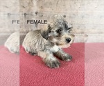 Litter of 8 - Male(s) and Female(s) Schnauzer (Miniature)Litter of Puppies for Sale - Photo #21