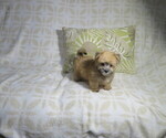 Small #3 Morkie