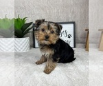 Small #5 Yorkshire Terrier