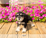 Small #17 Schnauzer (Miniature)