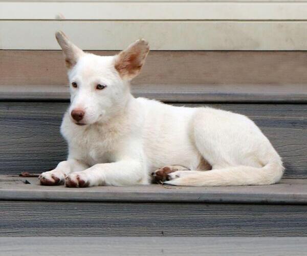 Medium Photo #2 Unknown-white german shepherd Mix Puppy For Sale in Hoffman Estates, IL, USA