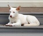 Small #1 white german shepherd Mix
