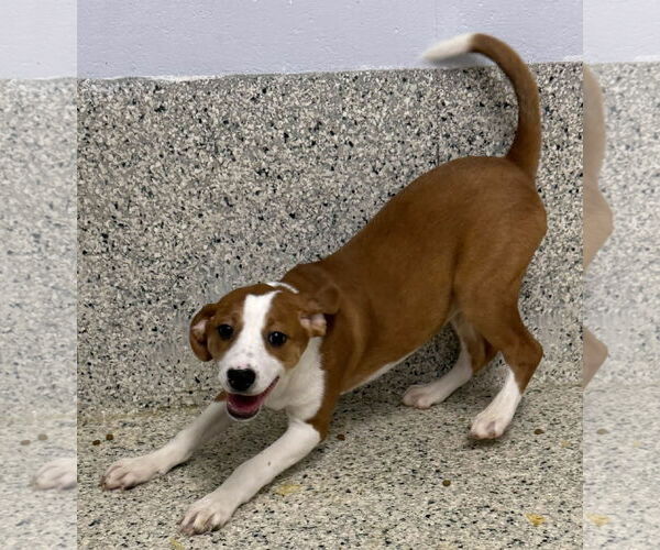 Medium Photo #2 Mutt Puppy For Sale in Mechanicsburg, PA, USA