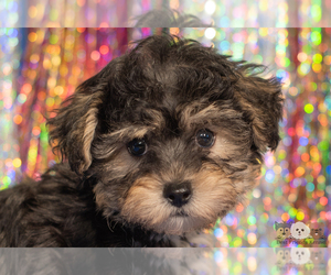 Morkie-Poodle (Toy) Mix Puppy for sale in SAFFORD, AZ, USA