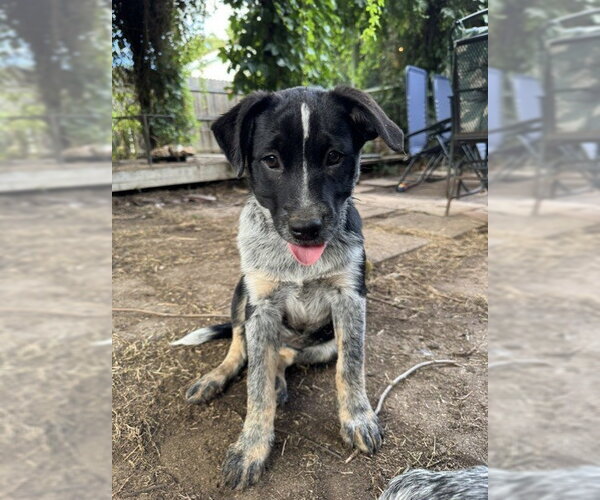 Medium Photo #12 Mutt Puppy For Sale in Sebec, ME, USA