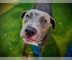 Mutt Dogs for adoption in Orlando, FL, USA
