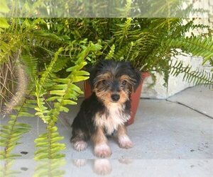 Yorkshire Terrier Puppy for sale in CHARLOTTE, NC, USA
