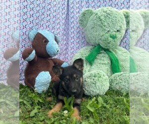 German Shepherd Dog Puppy for sale in RIGA, MI, USA