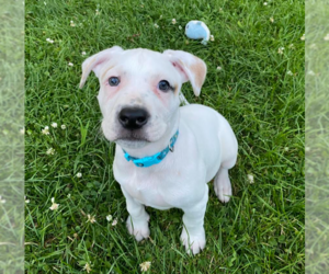 Mutt Dogs for adoption in Brooklyn Center, MN, USA