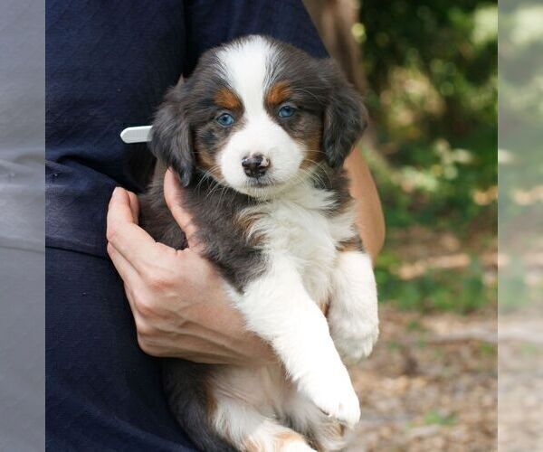 Medium Photo #4 Bernedoodle (Miniature) Puppy For Sale in HONEY BROOK, PA, USA