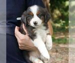Caden - Male Bernedoodle (Miniature) Puppy for Sale - Photo #4