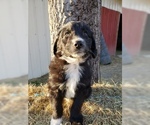 Small Photo #25 Aussiedoodle Puppy For Sale in DOWELLTOWN, TN, USA