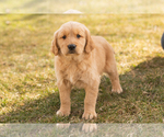 Small Photo #1 Golden Retriever Puppy For Sale in WOLCOTTVILLE, IN, USA