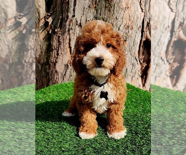 Medium Photo #1 Cavapoo (Miniature) Puppy For Sale in INDIANAPOLIS, IN, USA