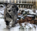 Small #34 Aussiedoodle-Poodle (Standard) Mix