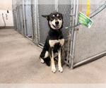 Small Gerberian Shepsky