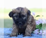 Small #3 Soft Coated Wheaten Terrier