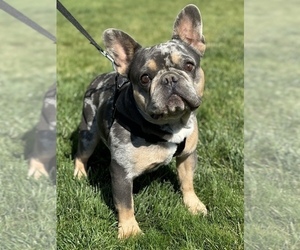 Father of the French Bulldog puppies born on 07/25/2025