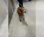 Small Miniature Pinscher