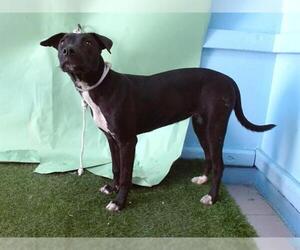 American Pit Bull Terrier-Labrador Retriever Mix Dogs for adoption in Downey, CA, USA