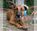Small #43 Mutt