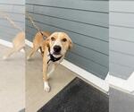 BELLA STAR - Female Labrador Retriever-Unknown Mix Dog for Adoption - Small photo