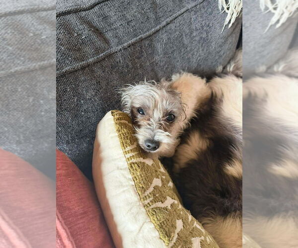 Medium Photo #2 Mutt Puppy For Sale in Candler, NC, USA