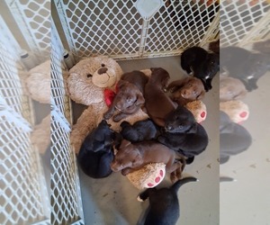 German Malinois Dog for Adoption in FITZGERALD, Georgia USA