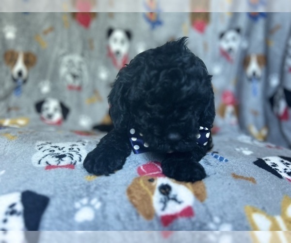 Medium Photo #2 Cavapoo Puppy For Sale in LAKELAND, FL, USA