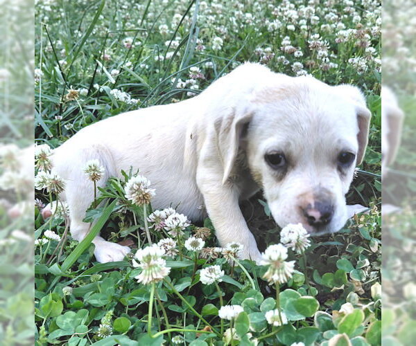 Medium Photo #8 Bulldog Puppy For Sale in Rutherfordton, NC, USA