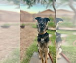Small #2 German Shepherd Dog Mix