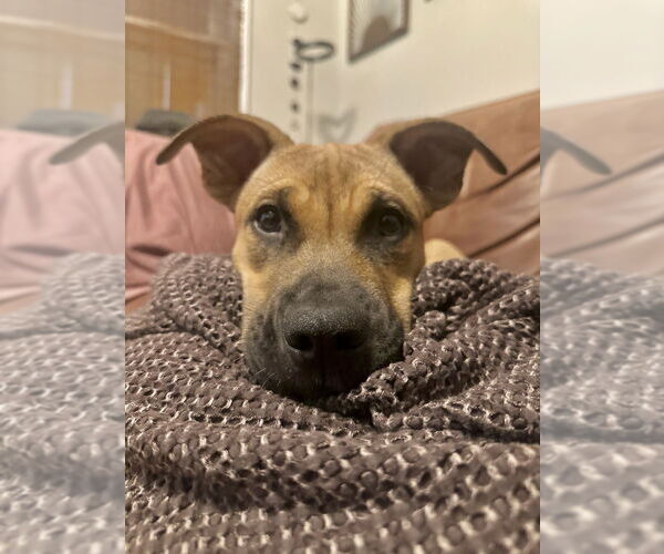 Medium Photo #14 American Pit Bull Terrier-Labrador Retriever Mix Puppy For Sale in Brewster, NY, USA