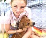 Small #3 Labrador Retriever Mix