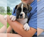Small Photo #3 Boxer Puppy For Sale in HUMBOLDT, NE, USA