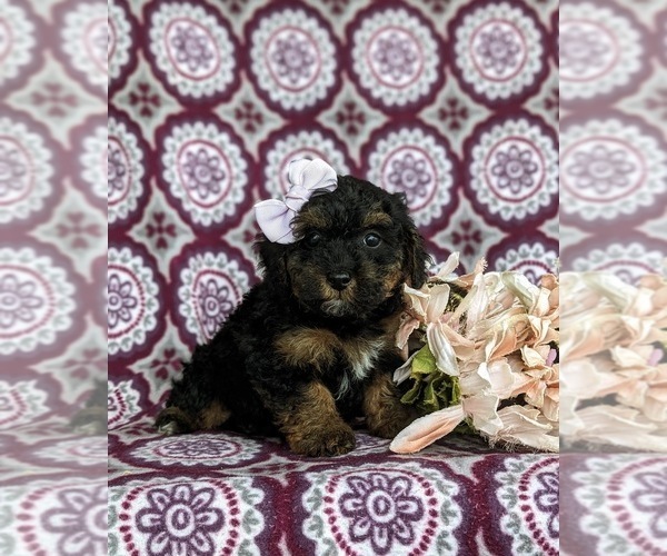 Medium Photo #3 Poovanese Puppy For Sale in STRASBURG, PA, USA