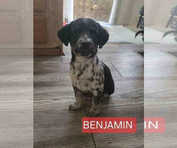 Medium Photo #1 Chiweenie Puppy For Sale in Williamsburg, NM, USA